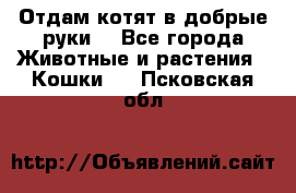 Отдам котят в добрые руки. - Все города Животные и растения » Кошки   . Псковская обл.